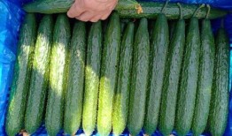 大棚的瓜可以吃吗,大棚瓜果安全食用指南