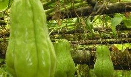 五千到六千吃瓜,揭秘5000-6000元价格区间的顶级瓜品