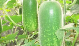 找瓜吃的碴,一场别开生面的找瓜之旅