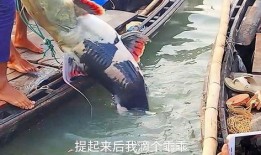 渔民围观吃瓜,一场别开生面的“吃瓜”盛宴