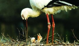 鸟吃生瓜,自然界的奇妙食趣