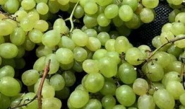 吃瓜和葡萄的孩子,童趣盎然时