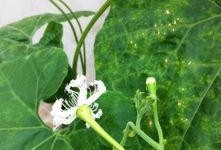 花卉吃瓜,一场视觉与味觉的盛宴