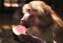 早期猿猴吃瓜,瓜果的进化之旅