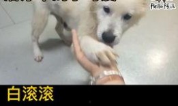 仓鼠吃瓜的声音,揭秘仓鼠吃瓜的独特乐章