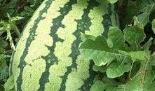 梦到瓜地里吃瓜