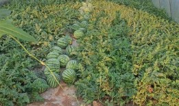 重庆江津吃瓜,探寻重庆江津的甜蜜诱惑