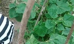 梦见自己在小瓜地里吃瓜,瓜地里的甜蜜诱惑