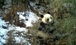 熊猫雪地吃瓜
