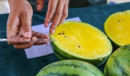 吃瓜福宝,揭秘娱乐圈背后的甜蜜与苦涩