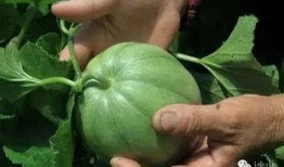 吃瓜绝迹,绝迹背后的社会变迁