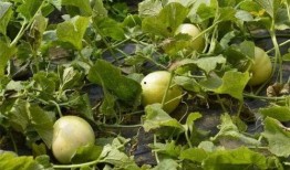 甜瓜有虫吃瓜,守护瓜果的甜蜜