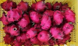 吃瓜火龙果,揭秘吃瓜火龙果的独特魅力