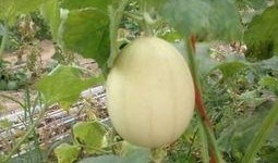 梦见买梨瓜吃,揭秘买梨瓜吃的神秘寓意