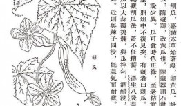 古人吃瓜达人,品味历史中的瓜果人生