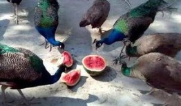 鸟吃生瓜,自然界的奇妙食趣