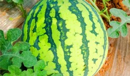 网上哪里可以吃瓜,盘点各大热门吃瓜平台