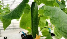 大棚的瓜可以吃吗,大棚瓜果安全食用指南