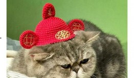 吃瓜直播懒猫,揭秘网红幕后生活