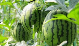 免费视频吃瓜,揭秘娱乐圈幕后真相