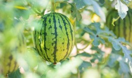 好瓜怎么吃视频,跟随视频解锁美味瓜果新境界