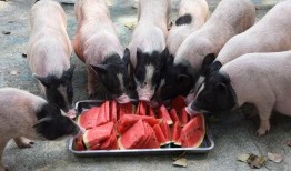 夏天鸟类吃瓜,探寻鸟类与夏瓜的奇妙缘分