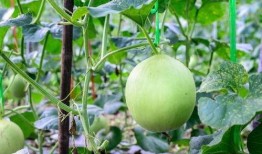 吃瓜会嗓子哑,警惕夏日饮食陷阱