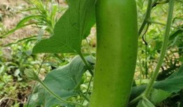 不同地方吃瓜,各地特色吃瓜文化大揭秘