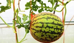 网上哪里可以吃瓜,盘点各大热门吃瓜平台