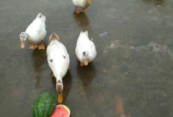 吃瓜鸭有多快,揭秘瓜界“闪电侠”