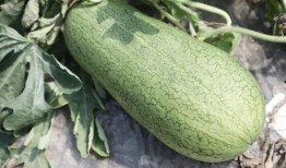 什么季节吃土瓜,美味土瓜的时节享用指南