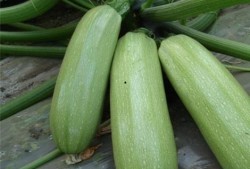 吃瓜仔有什么好处,揭秘日常生活中的小确幸