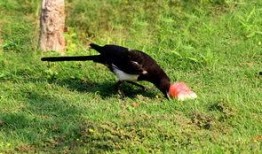 吃瓜喜鹊视频,揭秘娱乐圈幕后趣闻