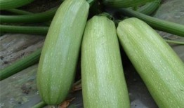 西杨村吃瓜,瓜香四溢，共享丰收喜悦