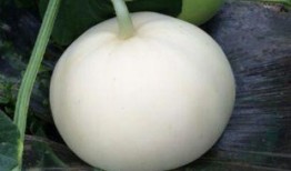 梦见买梨瓜吃,揭秘买梨瓜吃的神秘寓意