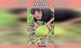 西瓜地里的吃瓜哥哥,夏日田园趣事记