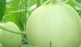 做梦吃田瓜好吗,探寻梦境美食的奥秘与寓意