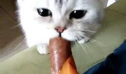 吃瓜赵喵喵喵,揭秘娱乐圈那些不为人知的幕后故事
