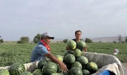 唐山迁安吃瓜,夏日炎炎，吃瓜群众欢乐多