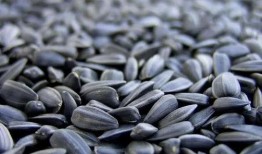 听瓜吃瓜子图片,听瓜吃瓜子的悠闲时光