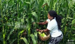 田间吃瓜拍照图片真实