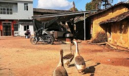 手机壁纸吃瓜鹅,趣味横生的视觉盛宴