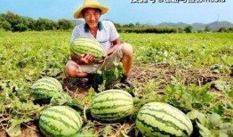 路边吃瓜蛙