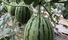 合租网红吃瓜,揭秘娱乐圈背后的真实生活