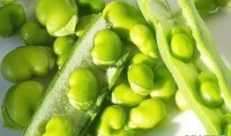 清辞在线吃瓜,揭秘网络热点的背后故事