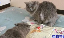 重庆吃瓜胖猫,探寻山城美食与萌宠的和谐共鸣