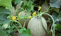 吃哈密瓜吃西瓜