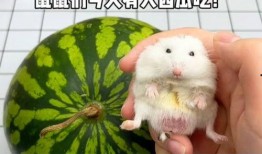 鼠妈吃瓜,揭秘动物界的趣味生活瞬间