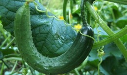 老鼠兄弟吃瓜抢瓜照片,老鼠兄弟抢瓜瞬间