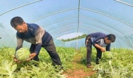 村里来的吃瓜,揭秘乡村生活百态